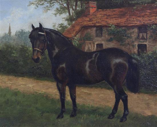 Henry Bird (1909-2000) Portrait of a black pony Tommy, 8.5 x 11in.